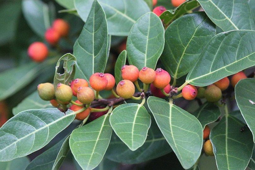 Fehér papírfüge - füge - Ficus fraseri, Ficus fraseri, fagyérzékeny, gyümölcs